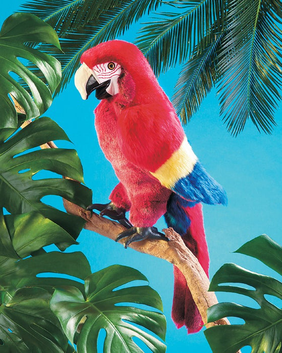 Scarlet Macaw